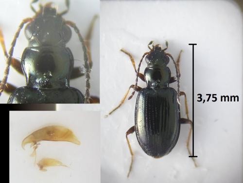 Réf. 213 741 : Bembidion hypocrita